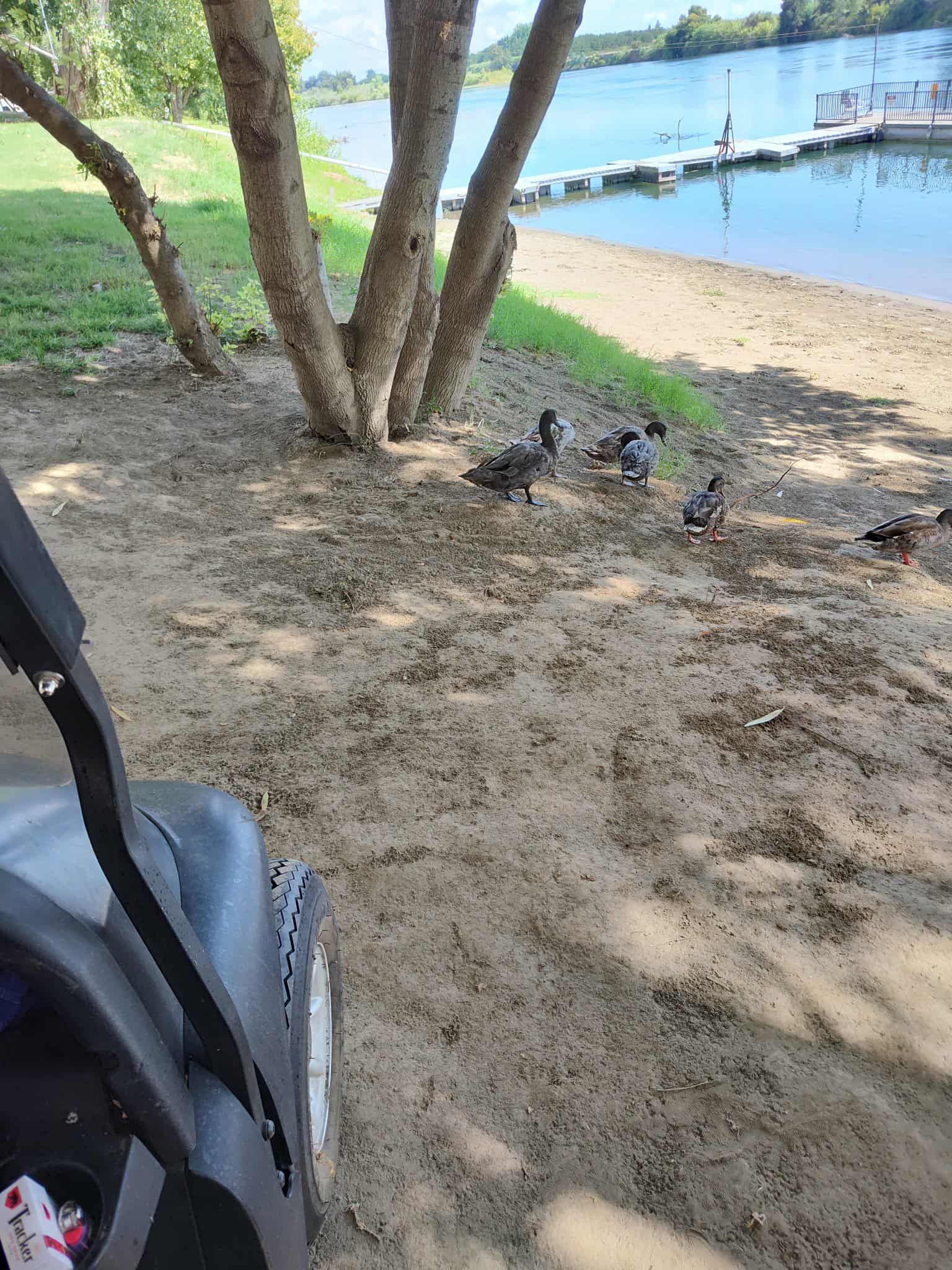 A few ducks stand on sandy ground near trees by a lake, with part of a golf cart visible on the left and a dock in the background.