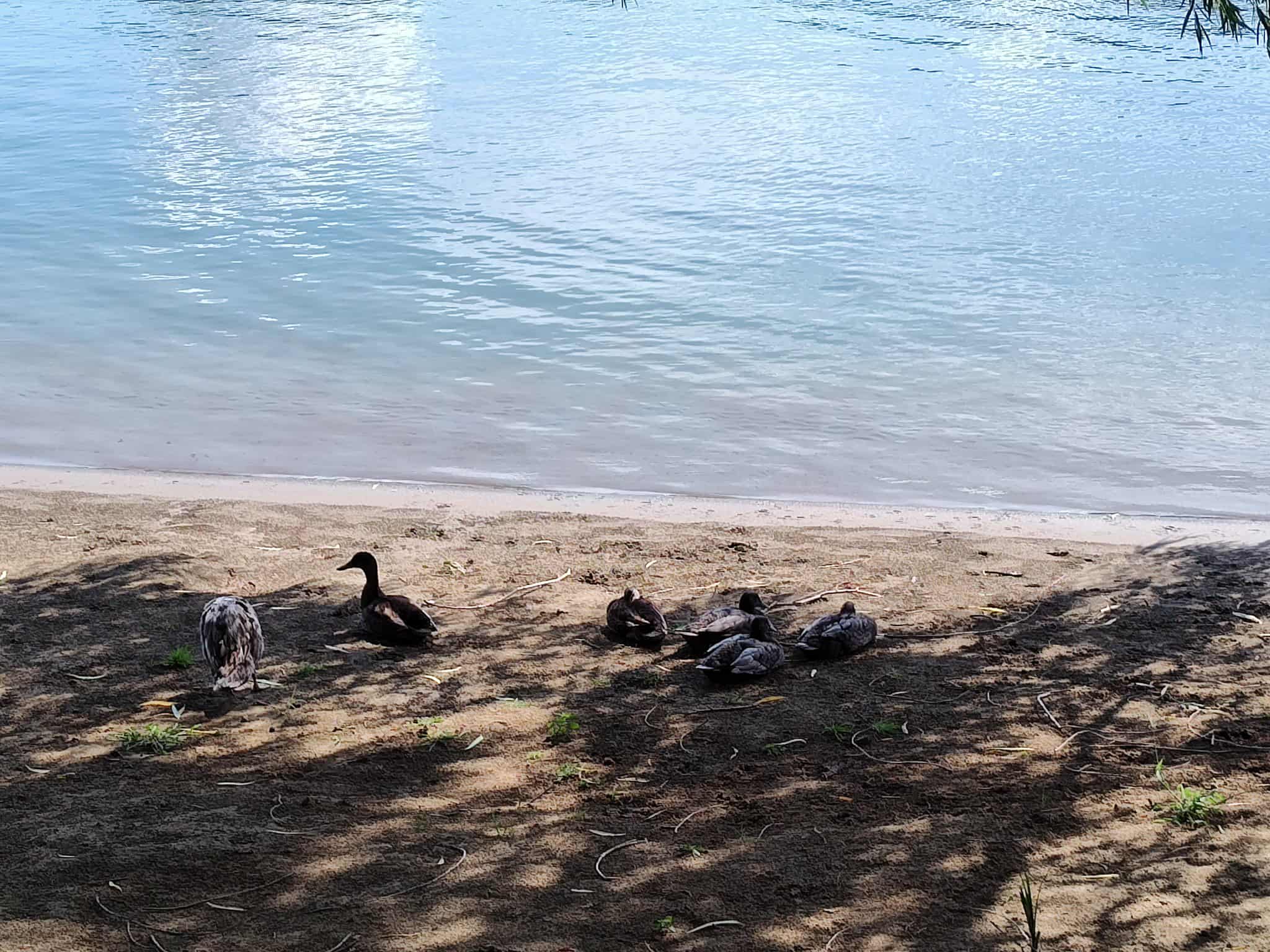 A group of ducks is resting on the sandy shore near a calm body of water, with some ducks lying down and others standing.