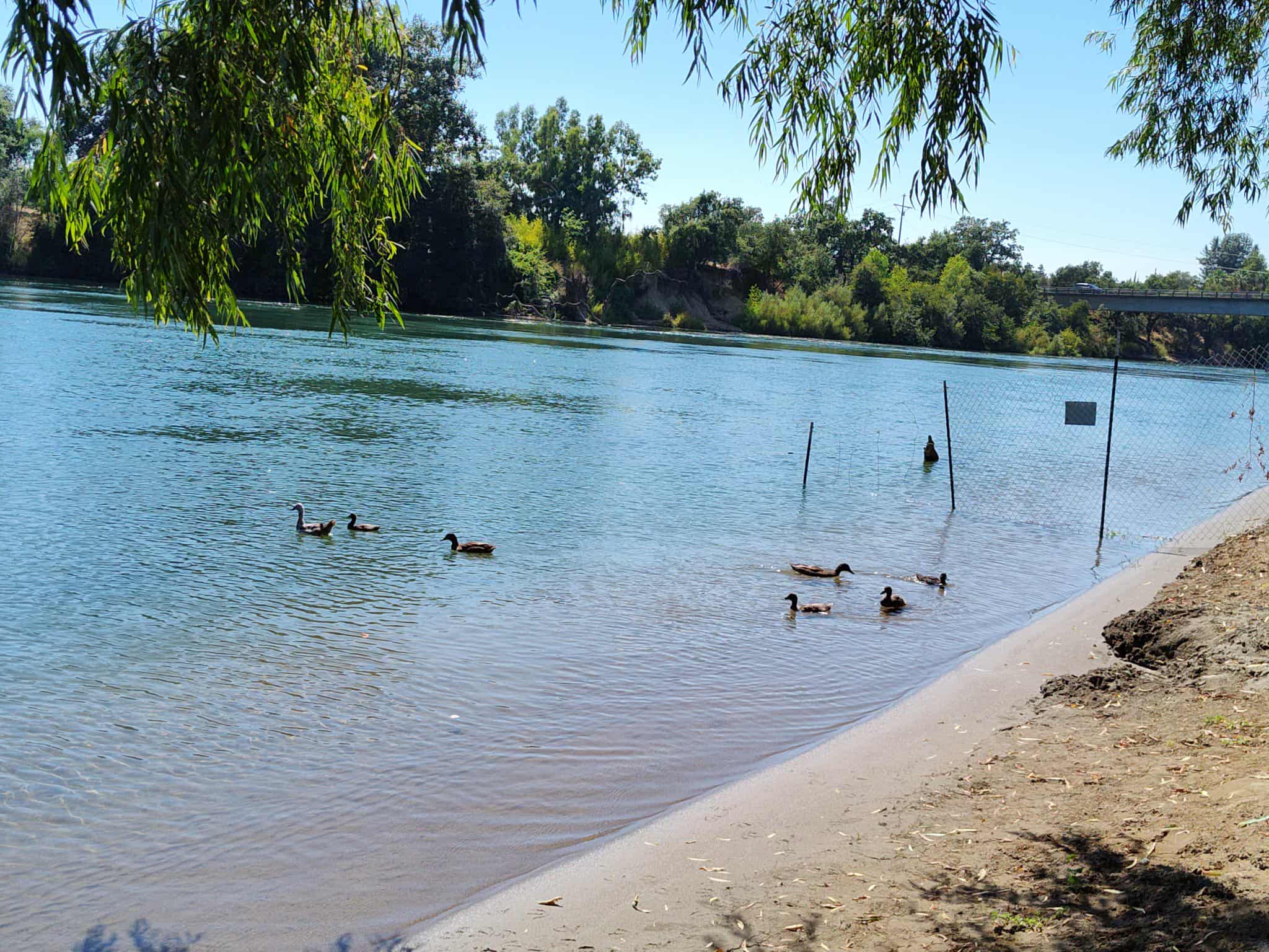 Several ducks swim near the sandy shore of a calm river, with trees in the background and a metal fence extending into the water.