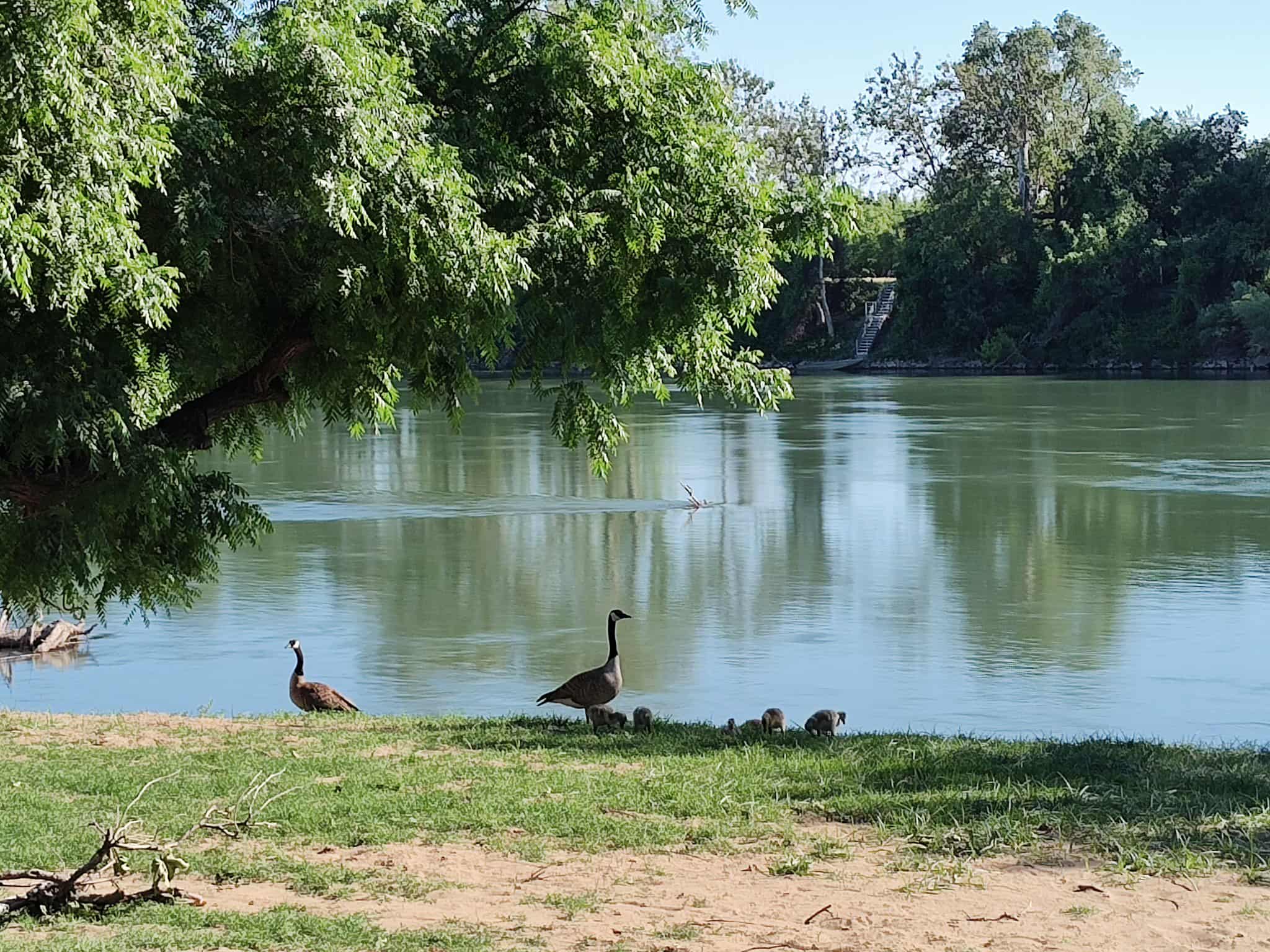 Two adult geese and five goslings stand on the grassy riverbank under a tree, with calm water and trees in the background.